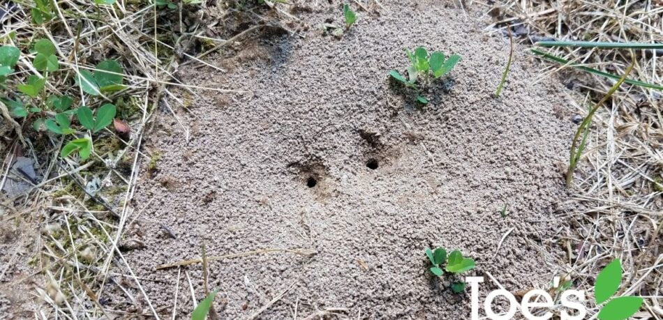 lets talk about ants baby
