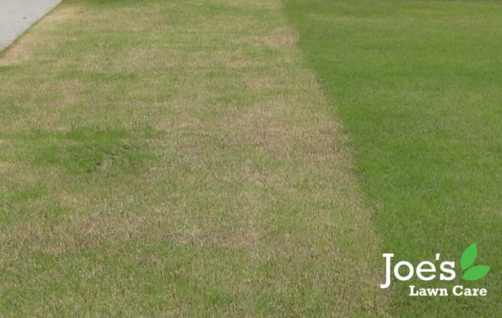 Biggest Lawn-Care Mistake Is Cutting Grass Too Short