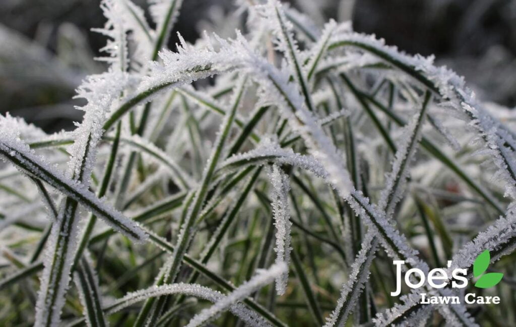 The 4 Ugly Faces Of Winter Kill (And How To Defend Your Lawn)