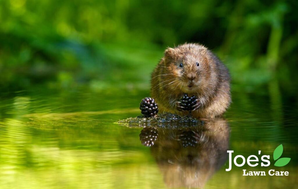 The 4 Ugly Faces Of Winter Kill (And How To Defend Your Lawn) - Voles