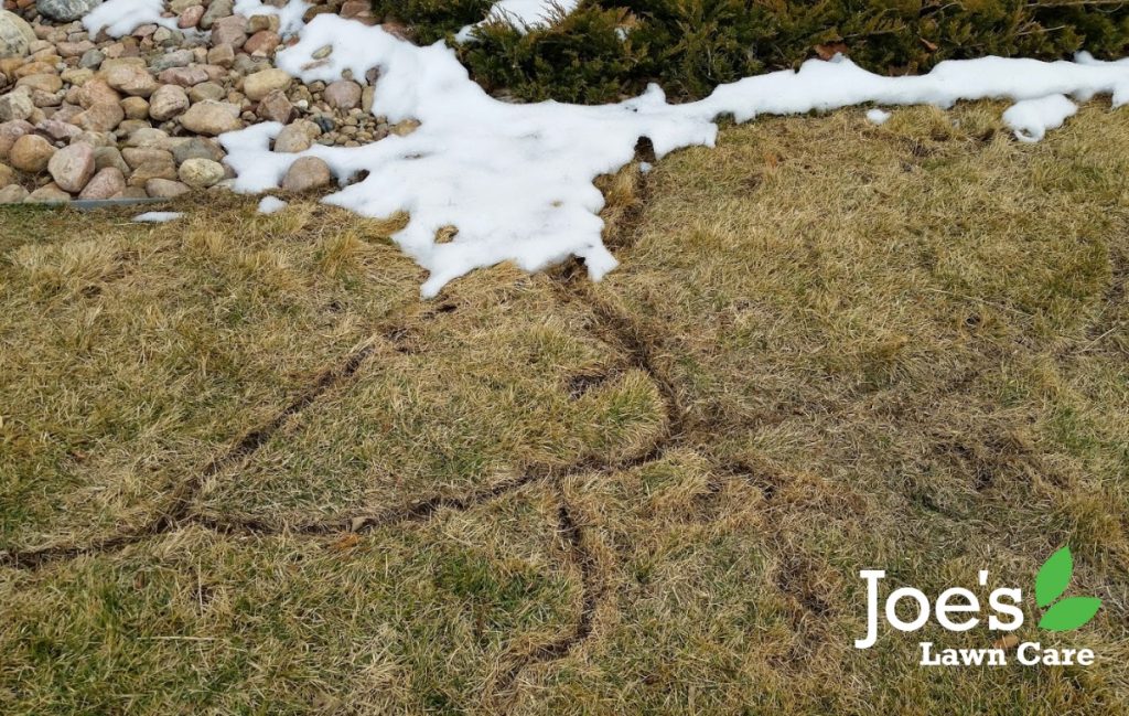 No.4 Ugly face of winter: Voles (And How To Defend Your Lawn)