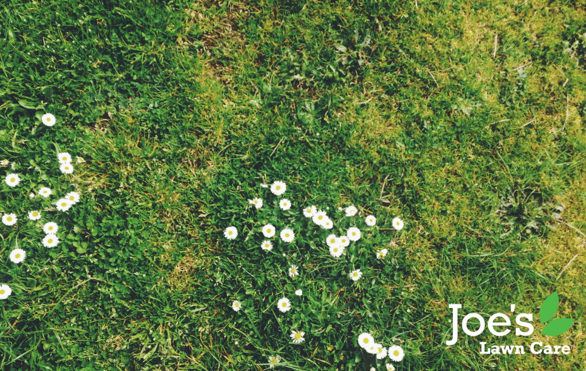 4 Ways To Remove Grass Stains (And 8 Ways To Prevent Them) Joe's Lawn