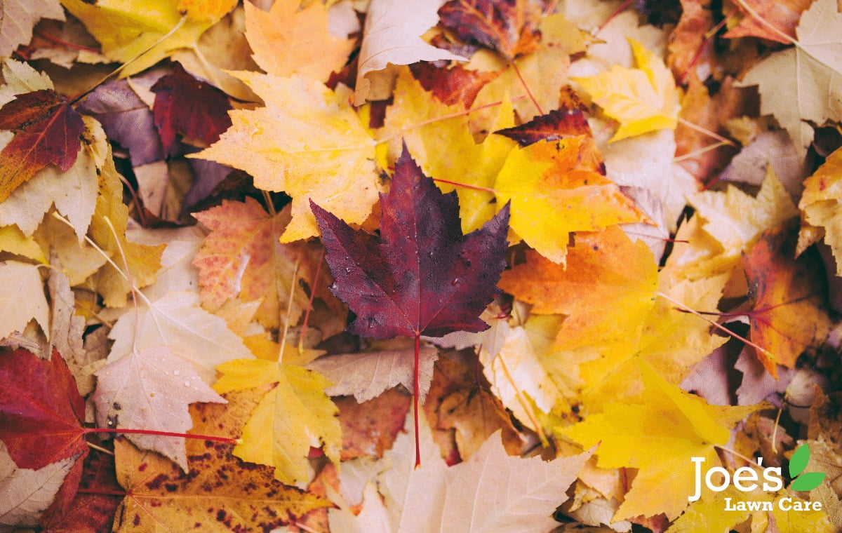 leaf blower - power tools for the lawn