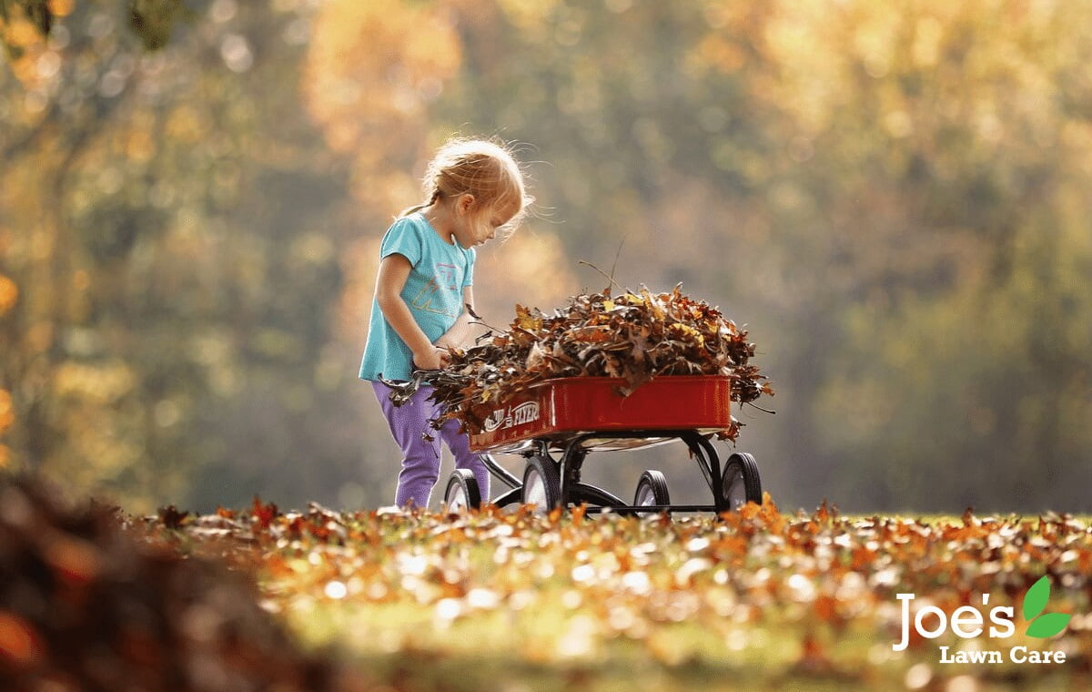 leaf collection