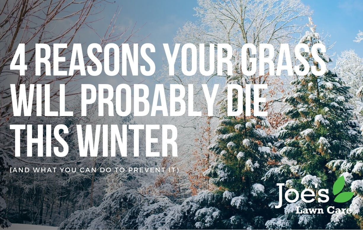 4 reasons your grass will probably die this winter