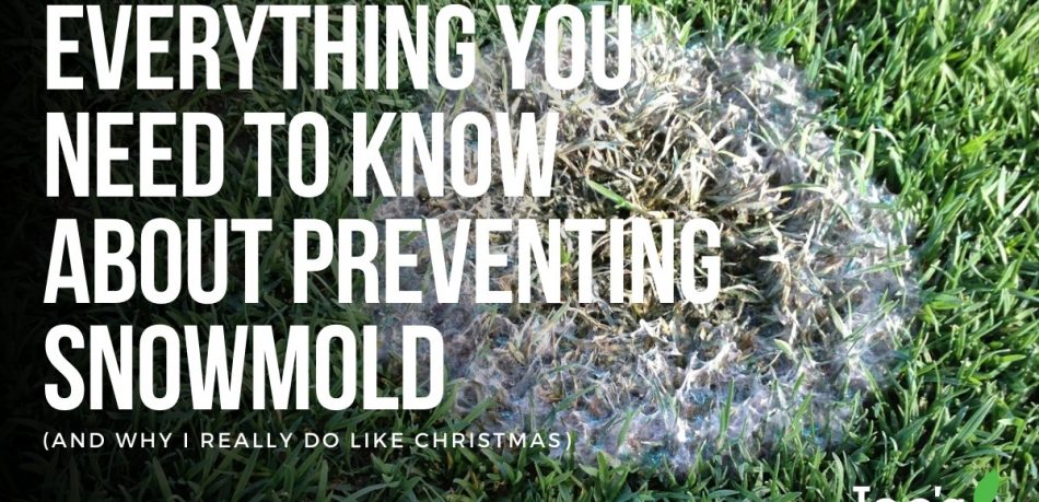 preventing snowmold