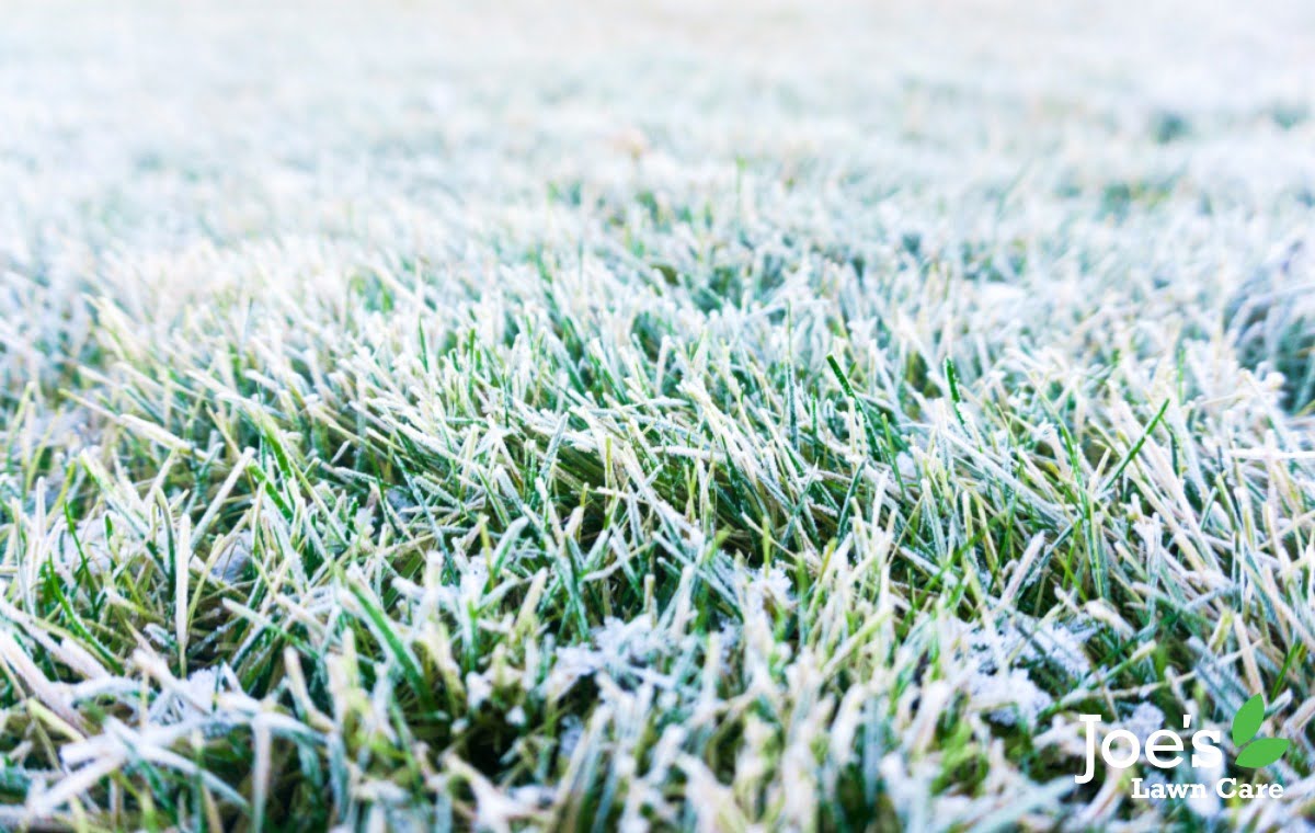 how to prevent snow mold