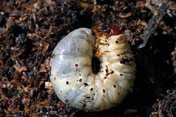 Chafer Grub