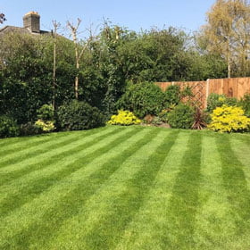 Nice Looking Lawn With Plants