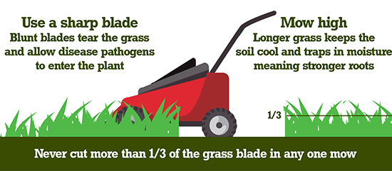 Lawn shop care meaning