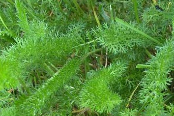 Yarrow