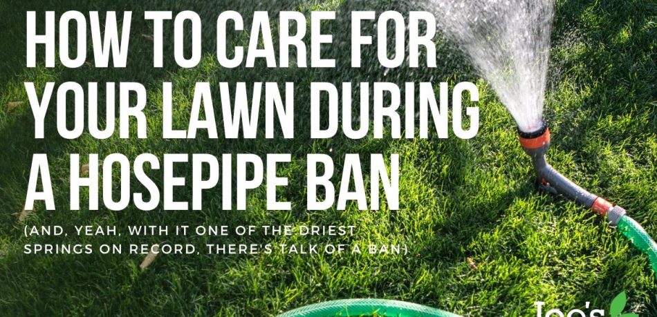 how to care for your lawn during a hosepipe ban