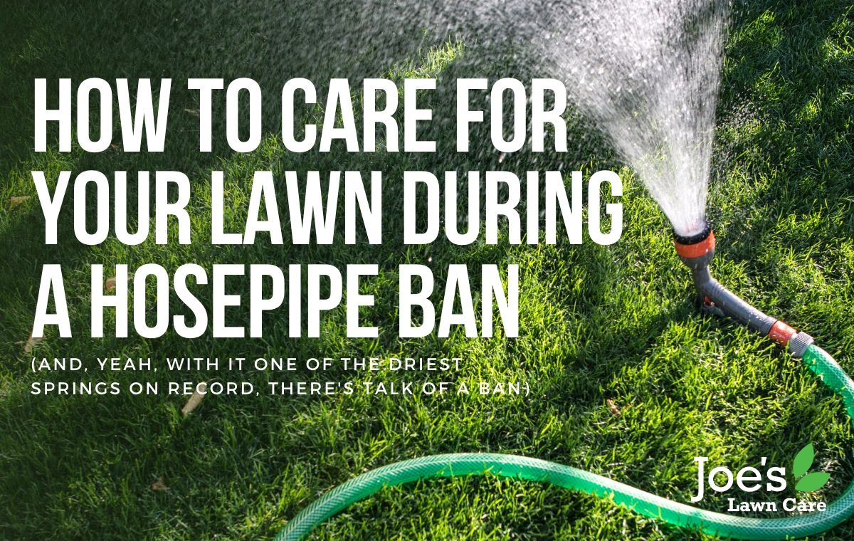 how to care for your lawn during a hosepipe ban