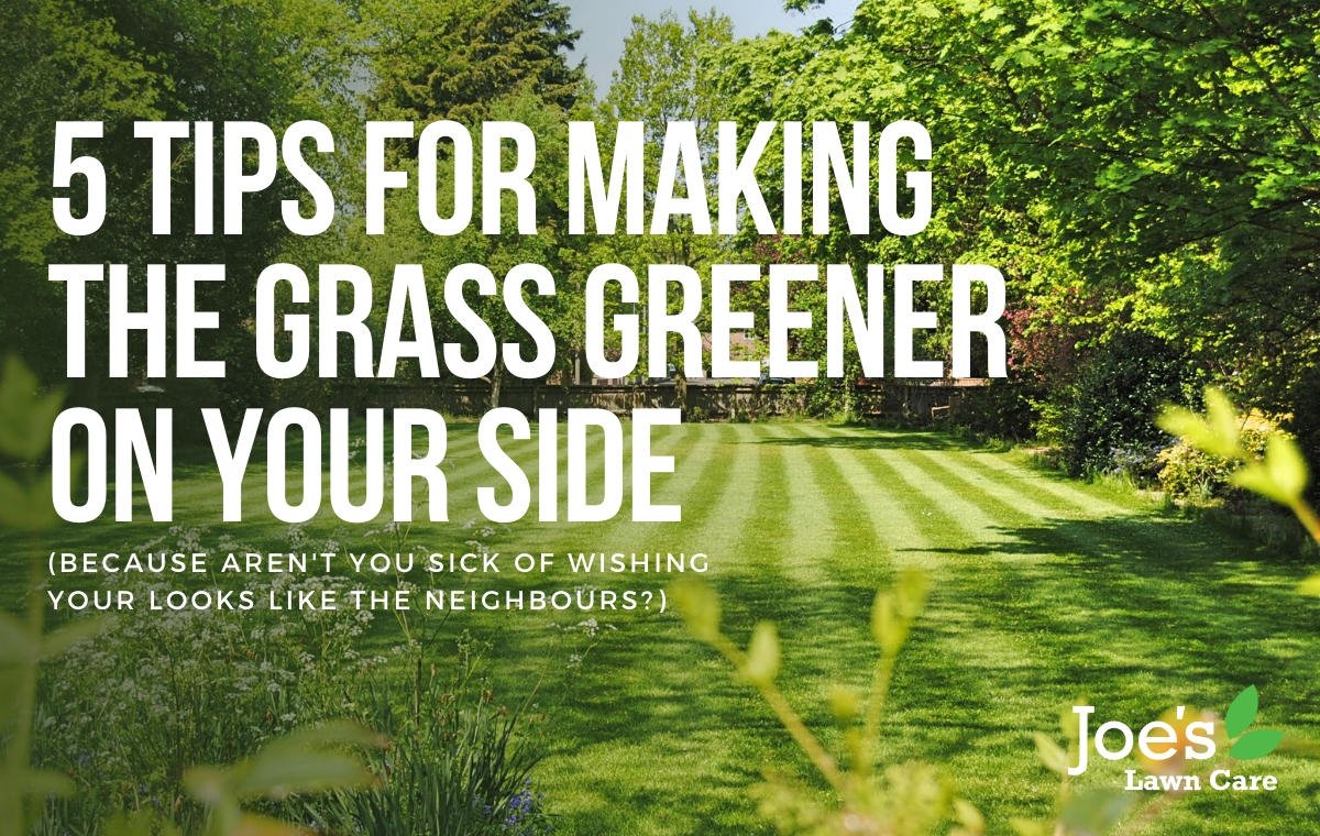 5 tips for making grass greener