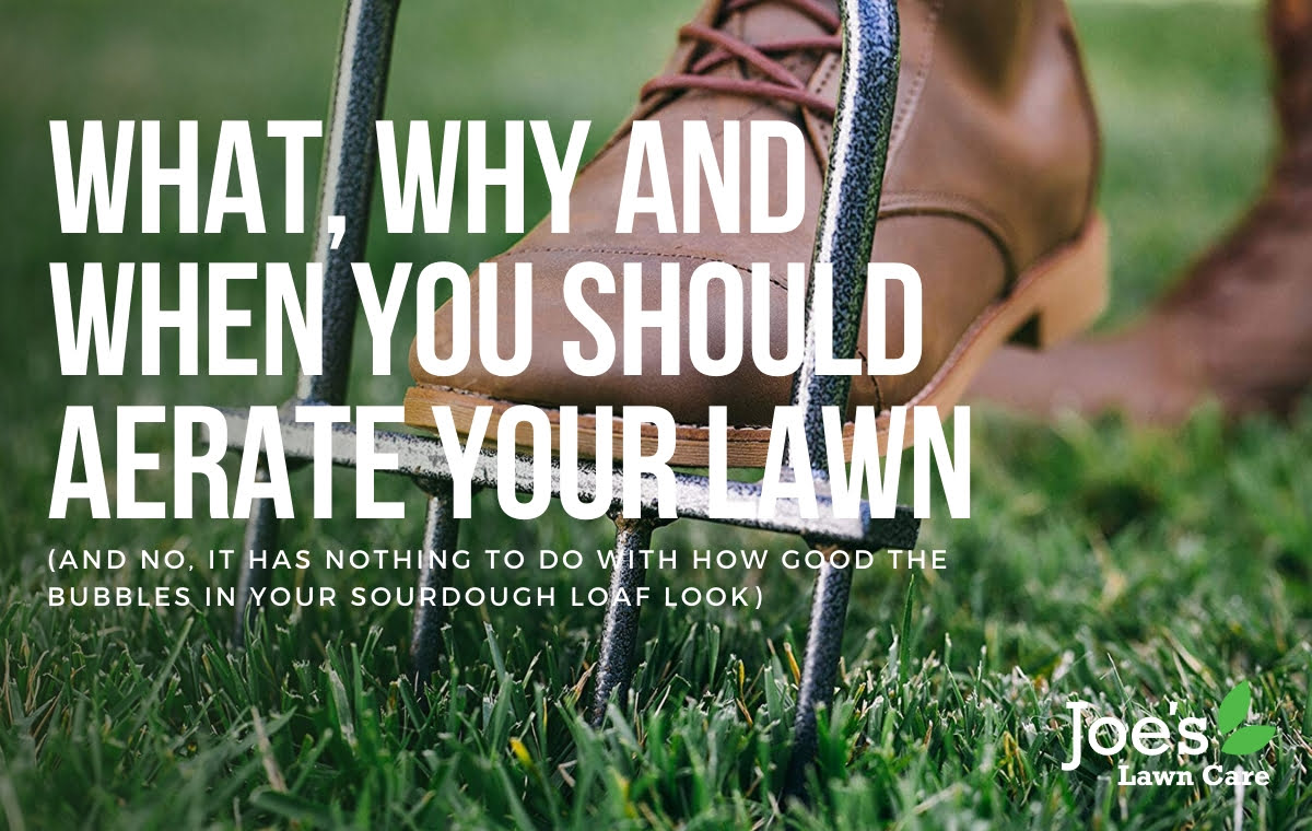 what why and when you should aerate you lawn