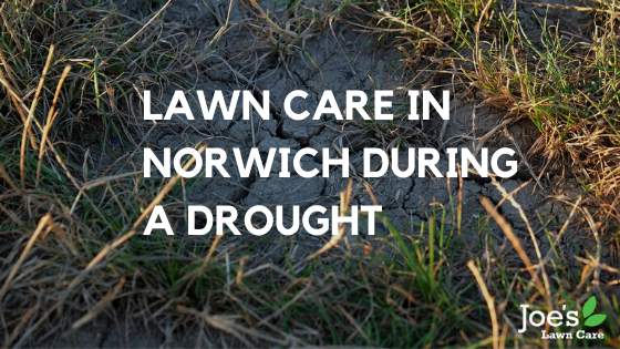 Lawn Care in Norwich During a Drought