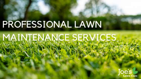 PROFESSIONAL LAWN MAINTENANCE SERVICES