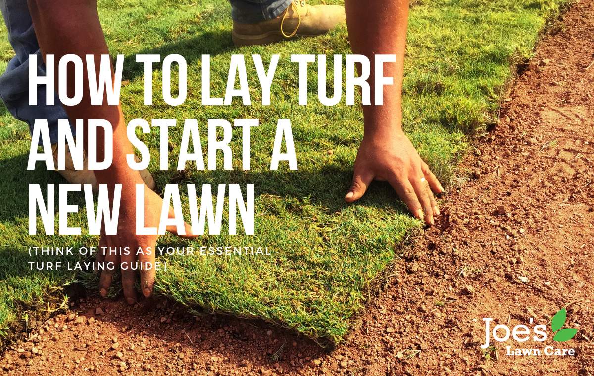 starting a new lawn