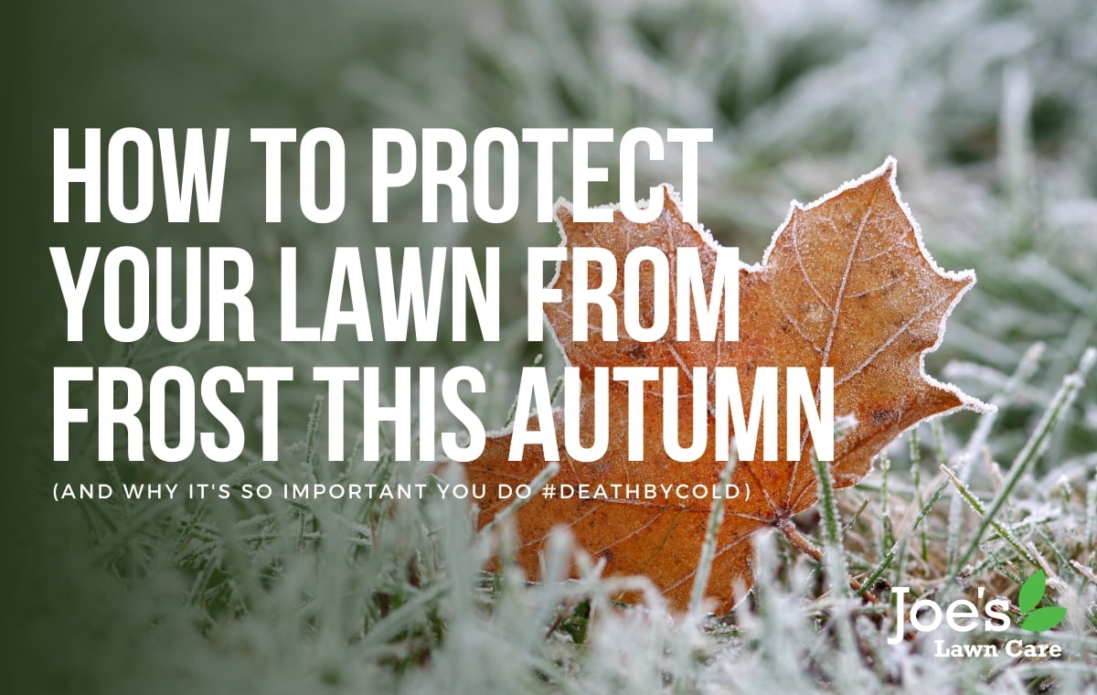 protect your lawn from frost this autumn