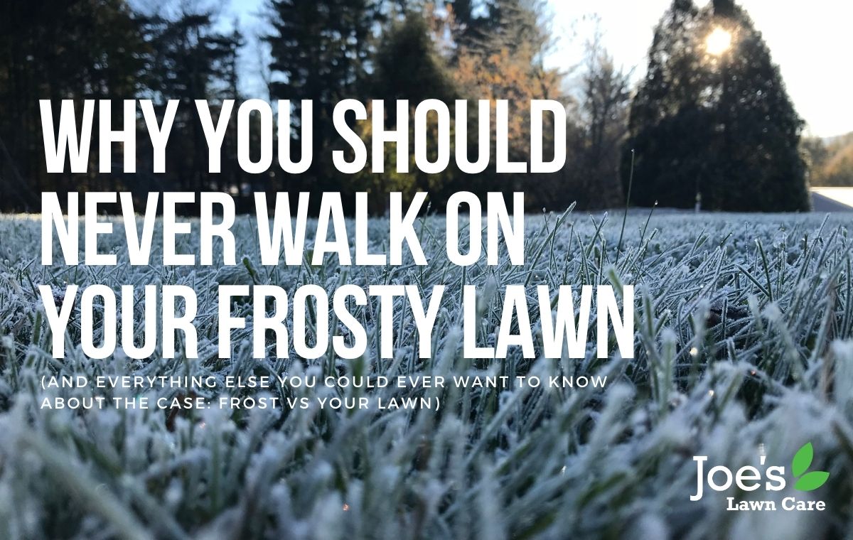 Why You Should Never Walk On Your Frosty Lawn