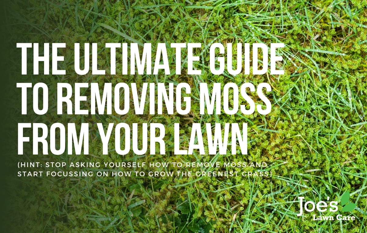 The ultimate guide to removing moss from your lawn