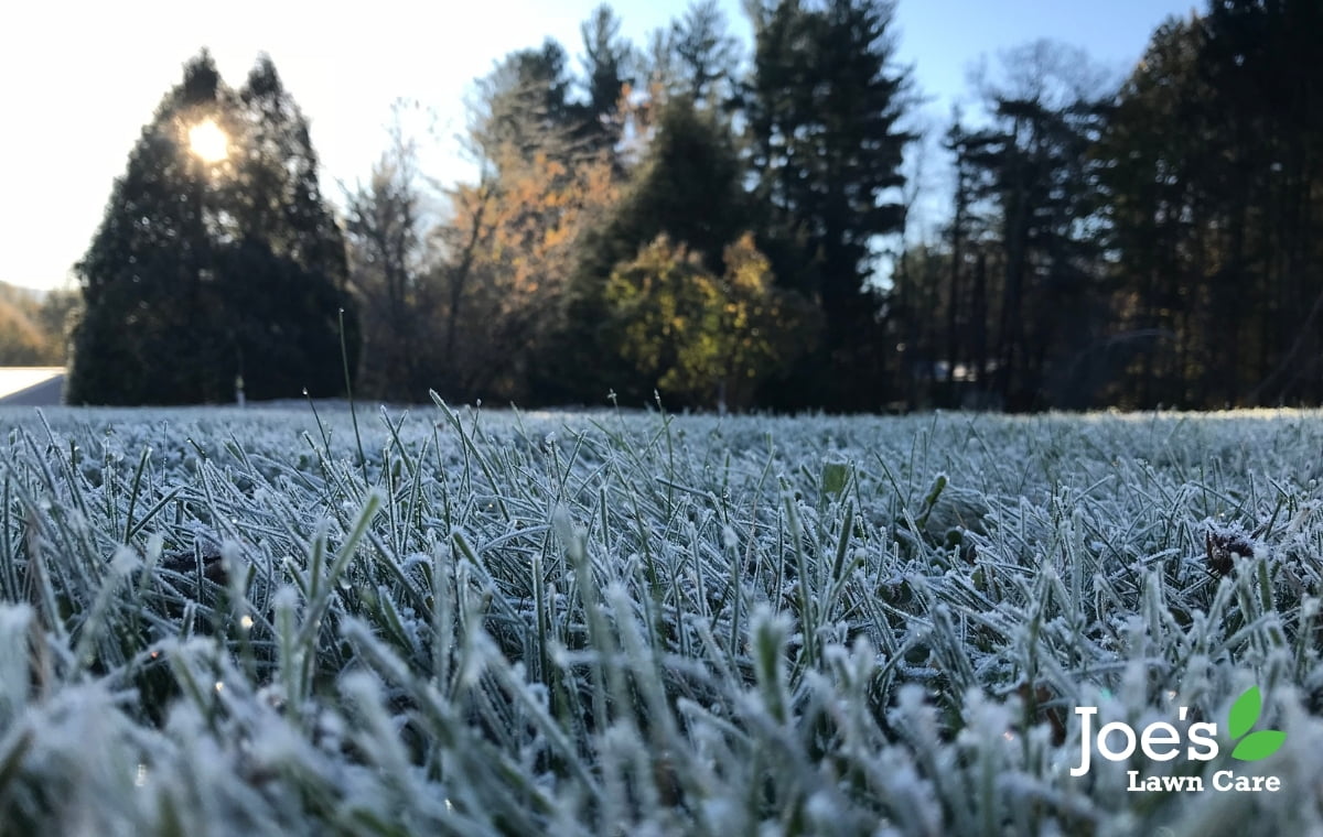 frosty lawn