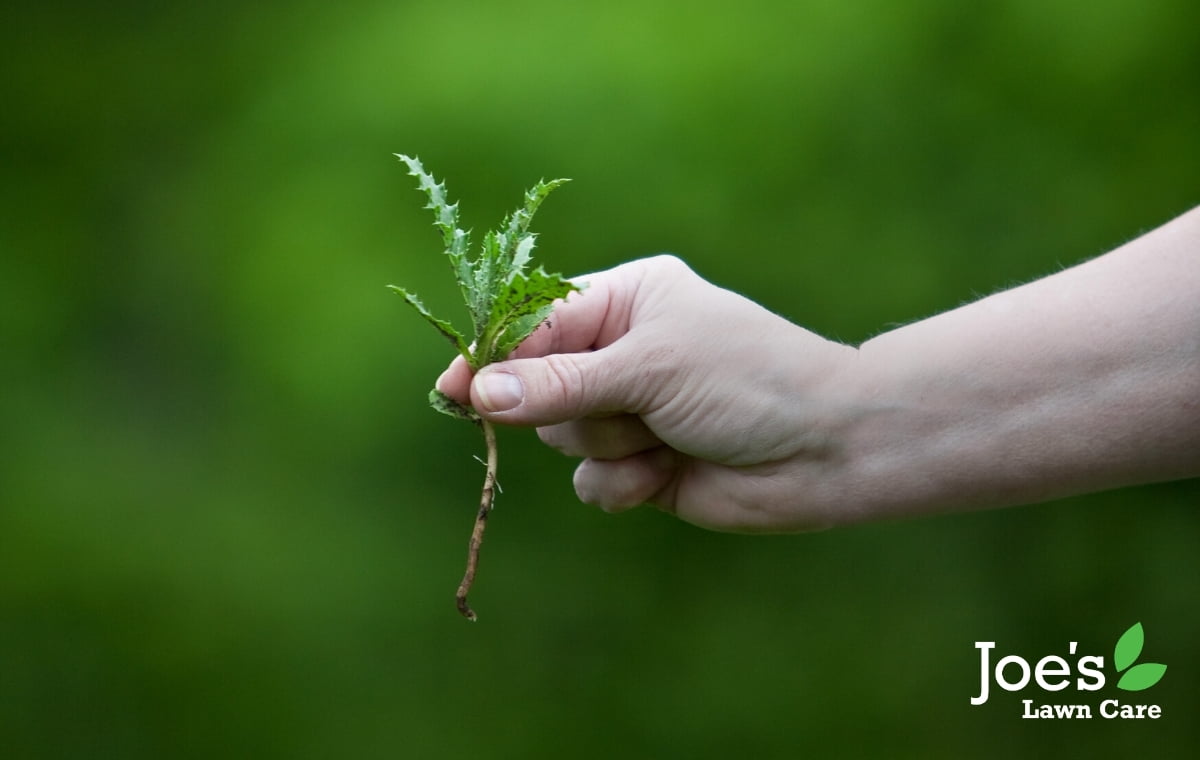 Picking weeds out of the lawn