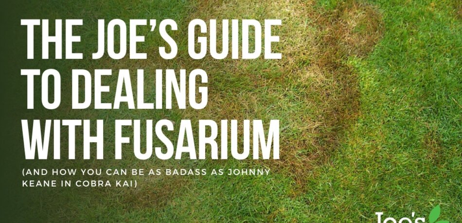 dealing with fusarium