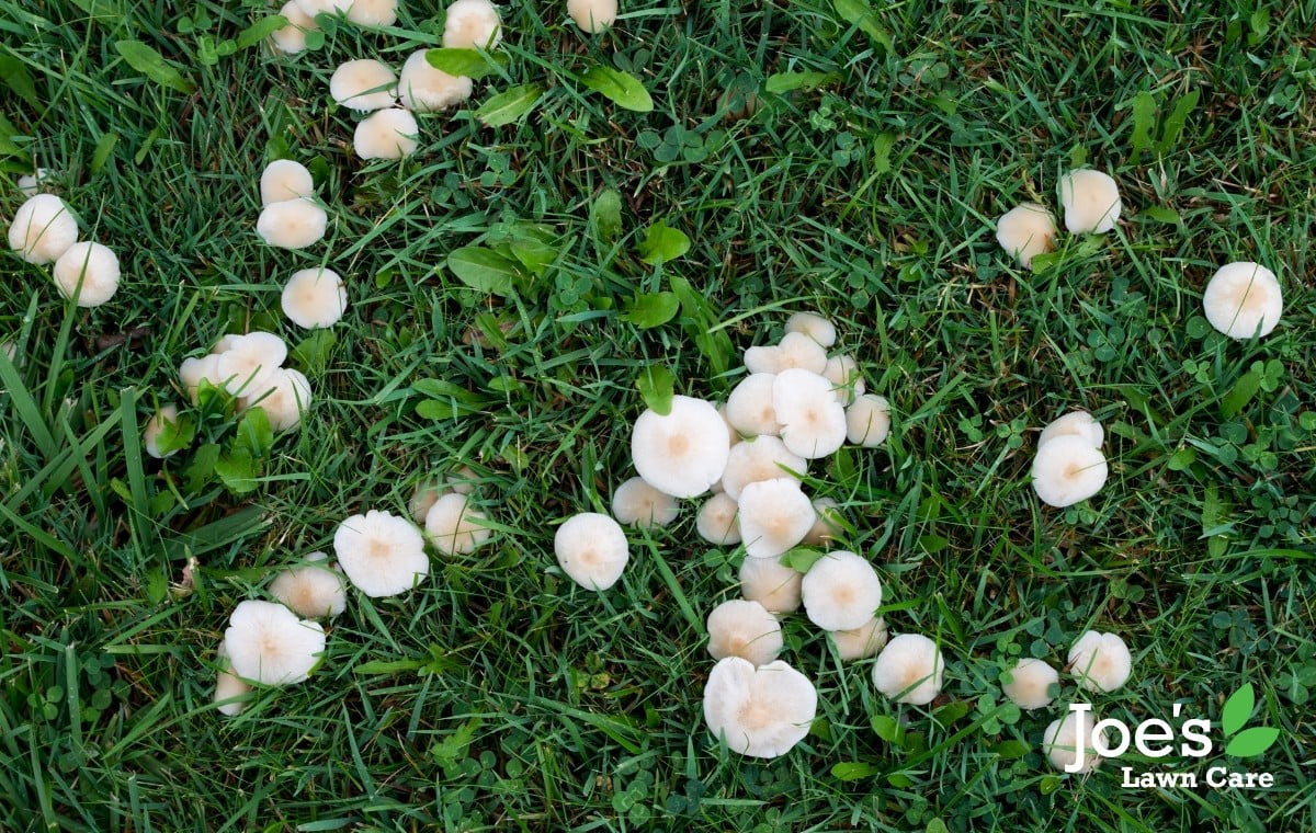 Mushrooms in grass deals