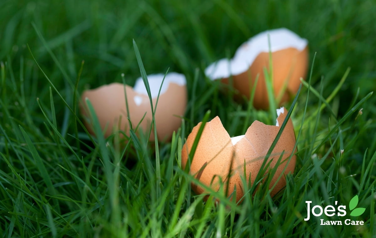 Egg shells on the lawn