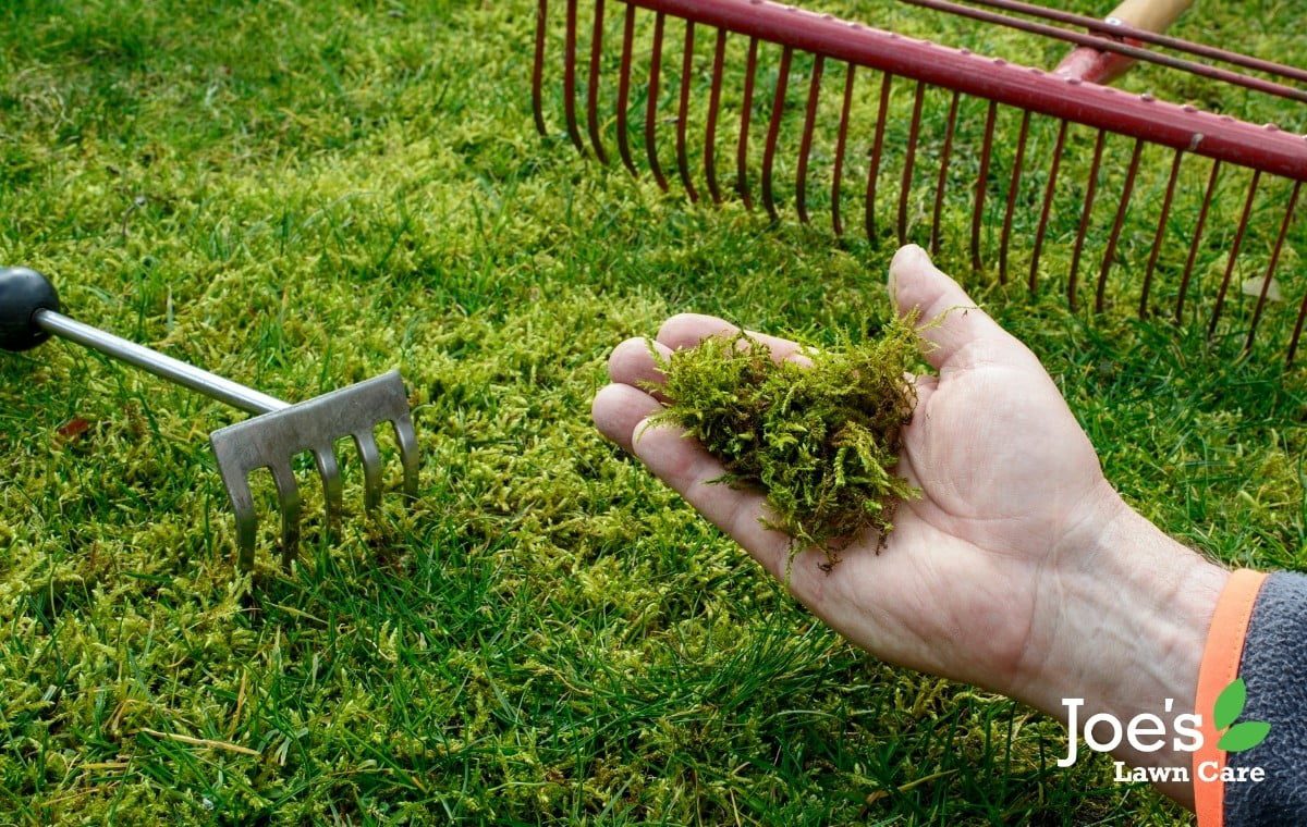 How To Compost Lawn Thatch And Moss Joe's Lawn Care