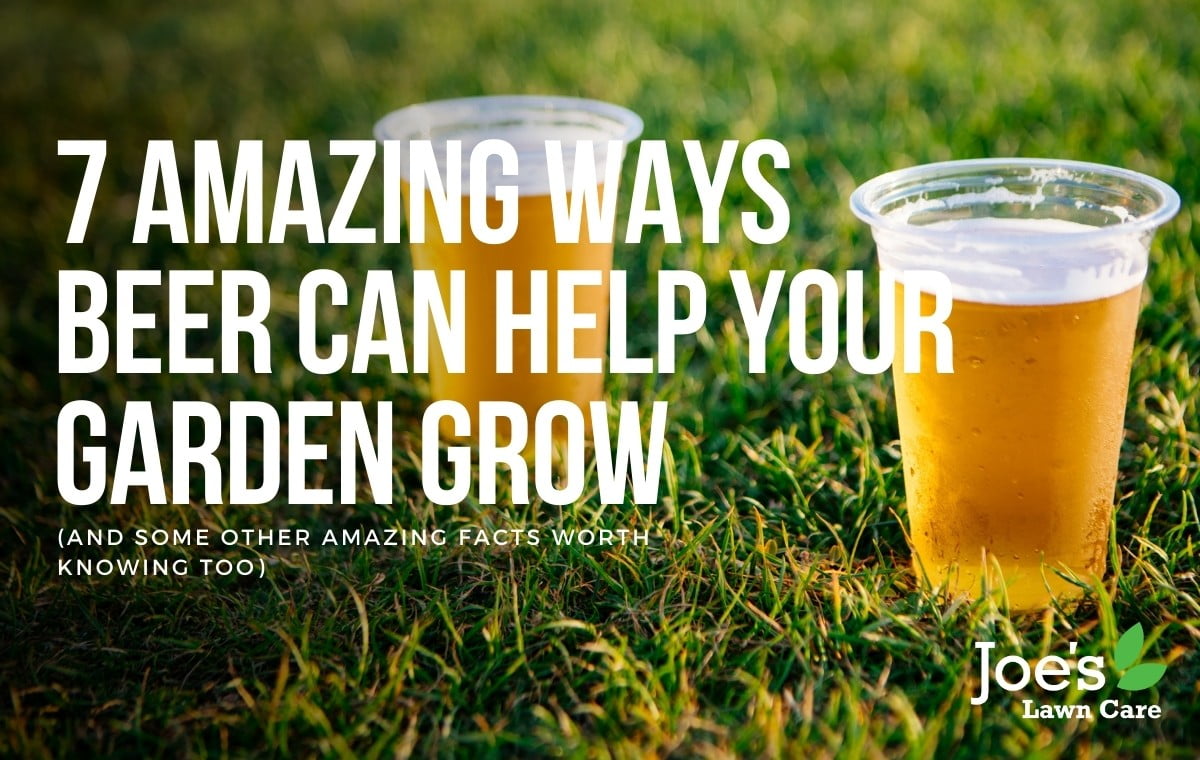 & amazing ways beer can help your garden grow