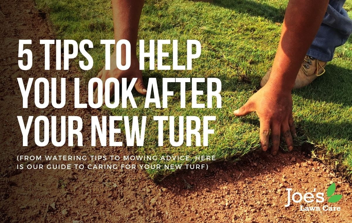 5 Tips To Help You Look After Your New turf