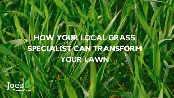 How Your Local Grass Specialist Can Transform Your Lawn