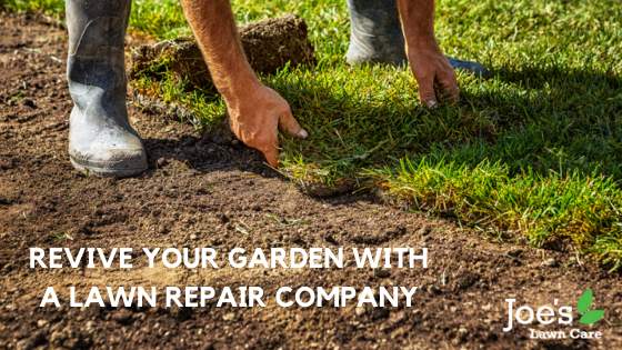 Revive Your Garden With A Lawn Repair Company