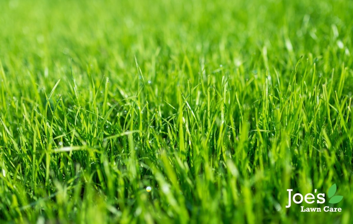 can our lawn handle the heat?