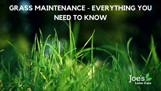 Grass Maintenance - Everything You Need To Know