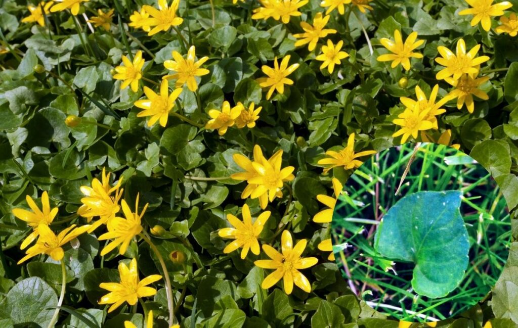 Lesser celadine - Joe's common lawn problems