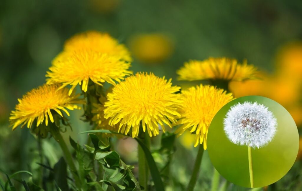 Dandelion