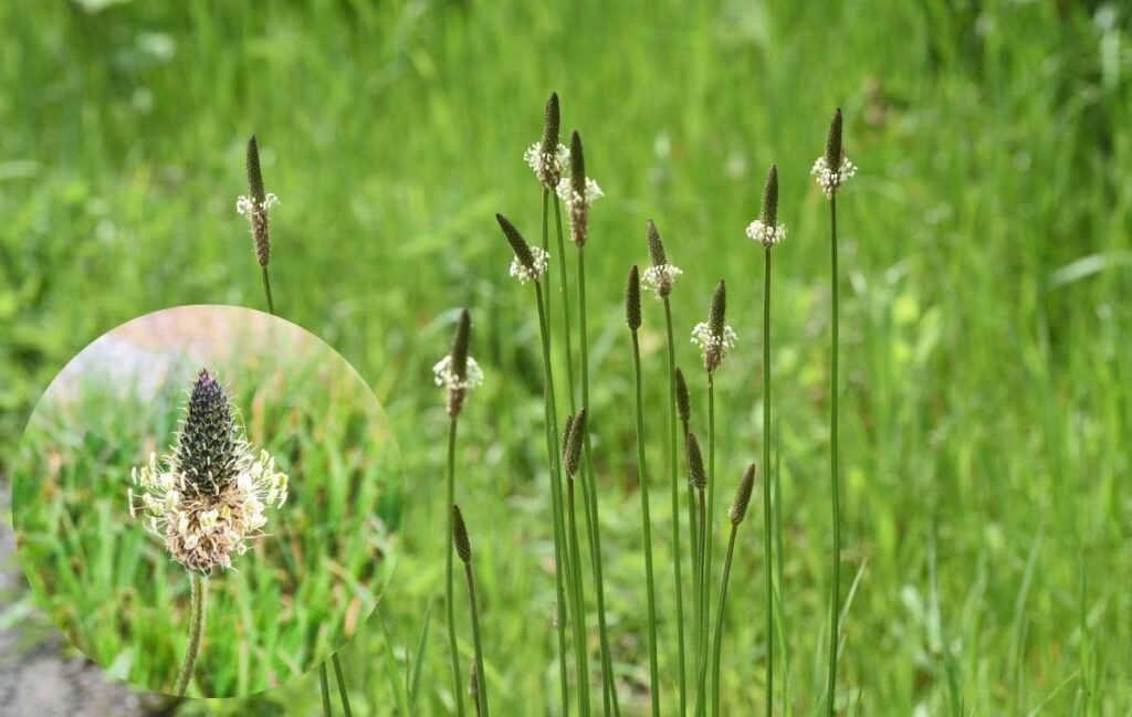 Ribwort