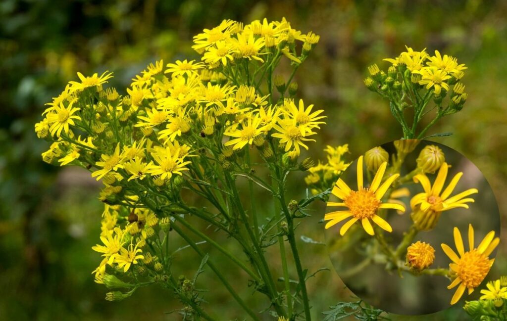 Ragwort weed