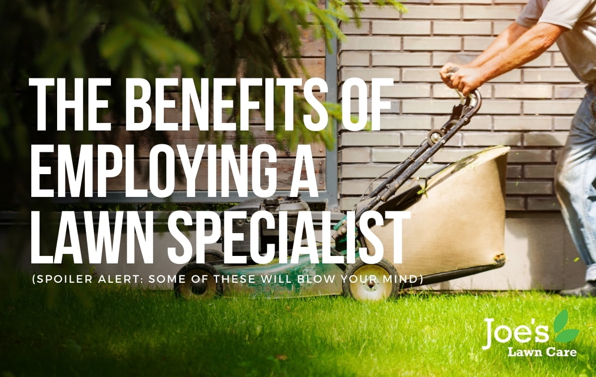 Lawn shop care specialist