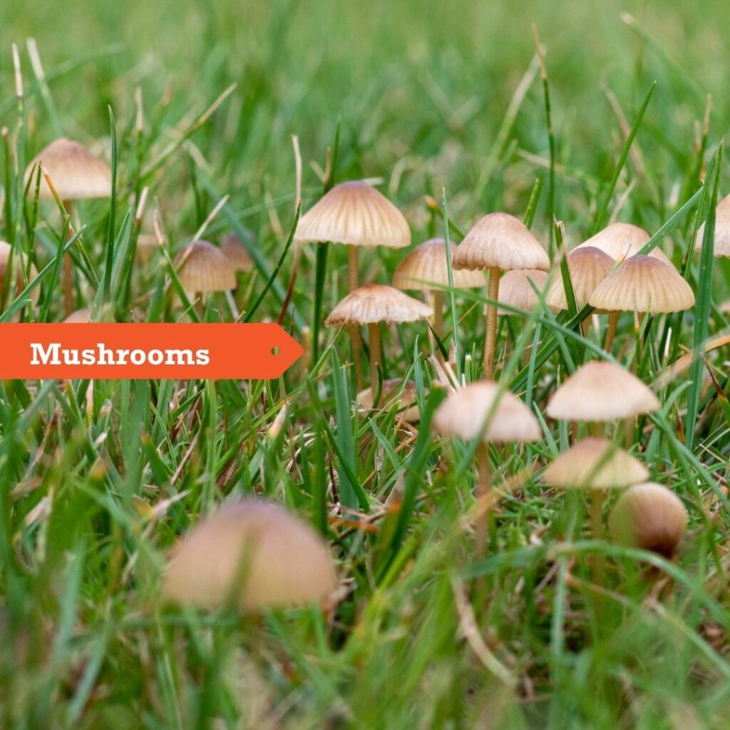 Mushroom lawn funghi