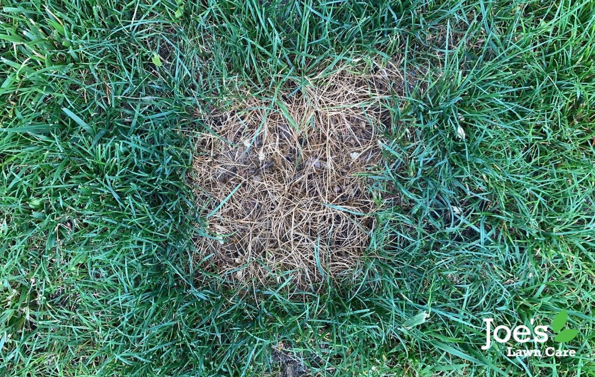 The Easiest Way To Fix Bald Spots In Your Lawn Joe's Lawn Care