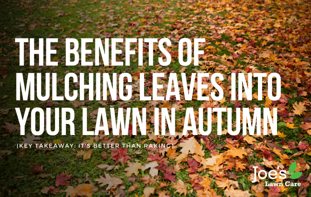 The Benefits of Mulching Leaves Into Your Lawn in Autumn Joe's Lawn Care