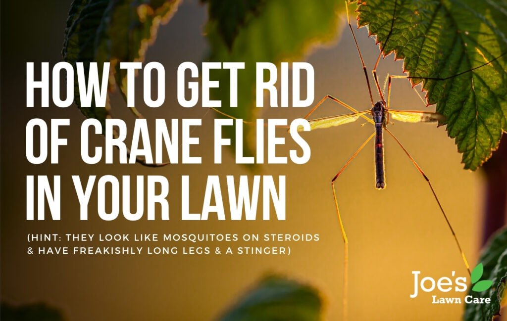 How To Get Rid of Crane Flies in Your Lawn Joe's Lawn Care
