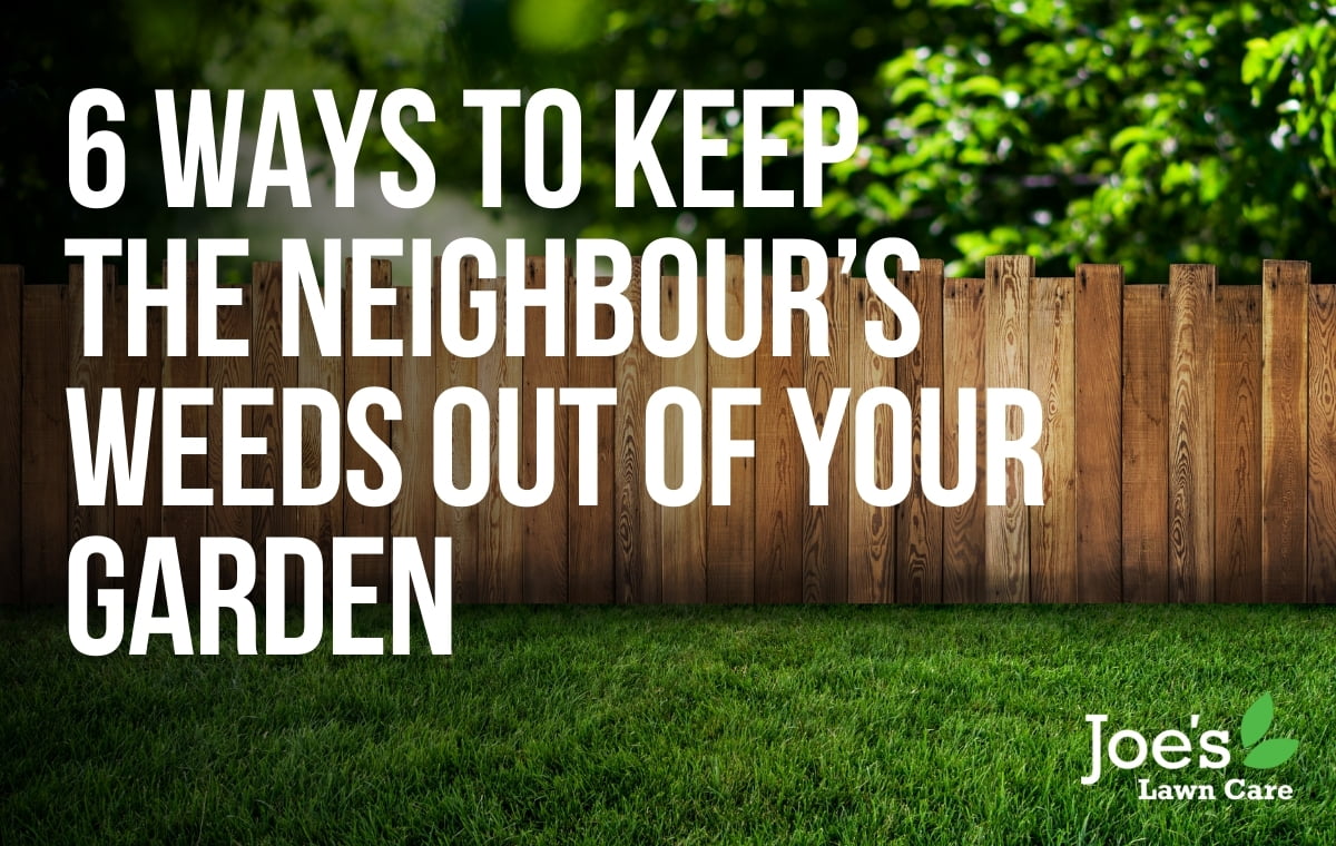 6 Ways to Keep The Neighbour’s Weeds Out of Your Garden