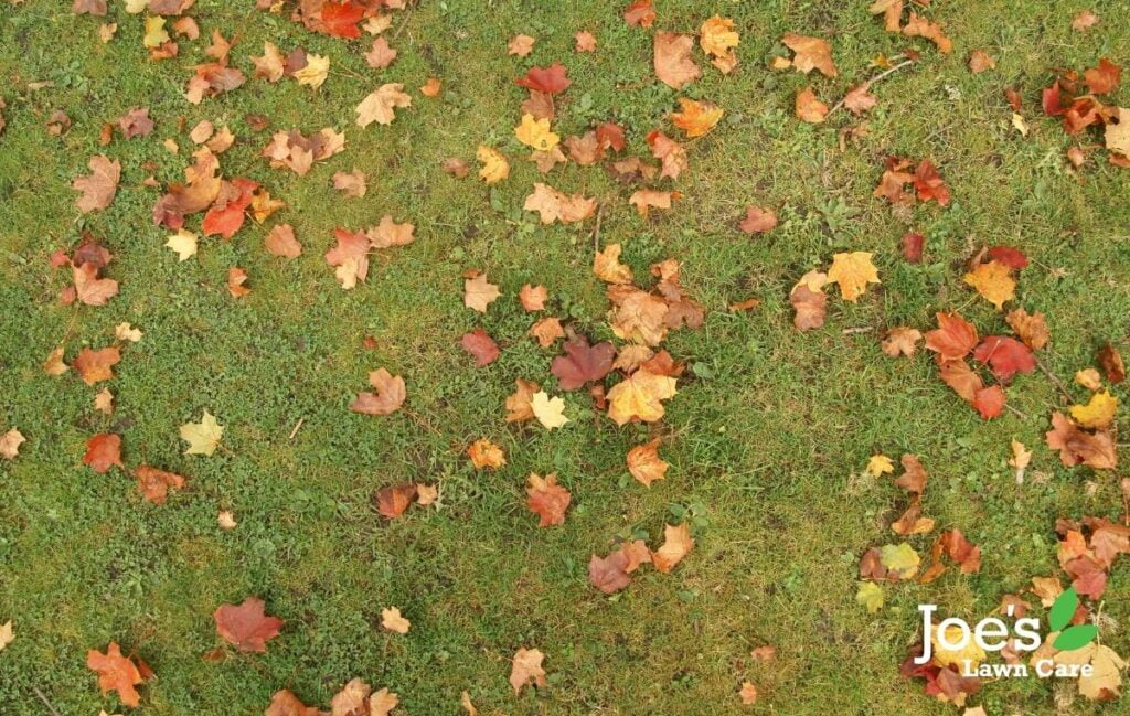 autumn leaves - guide to lawn care tasks in November