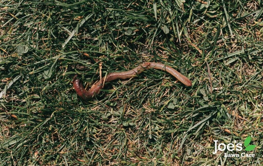 earthworms why they love your lawn