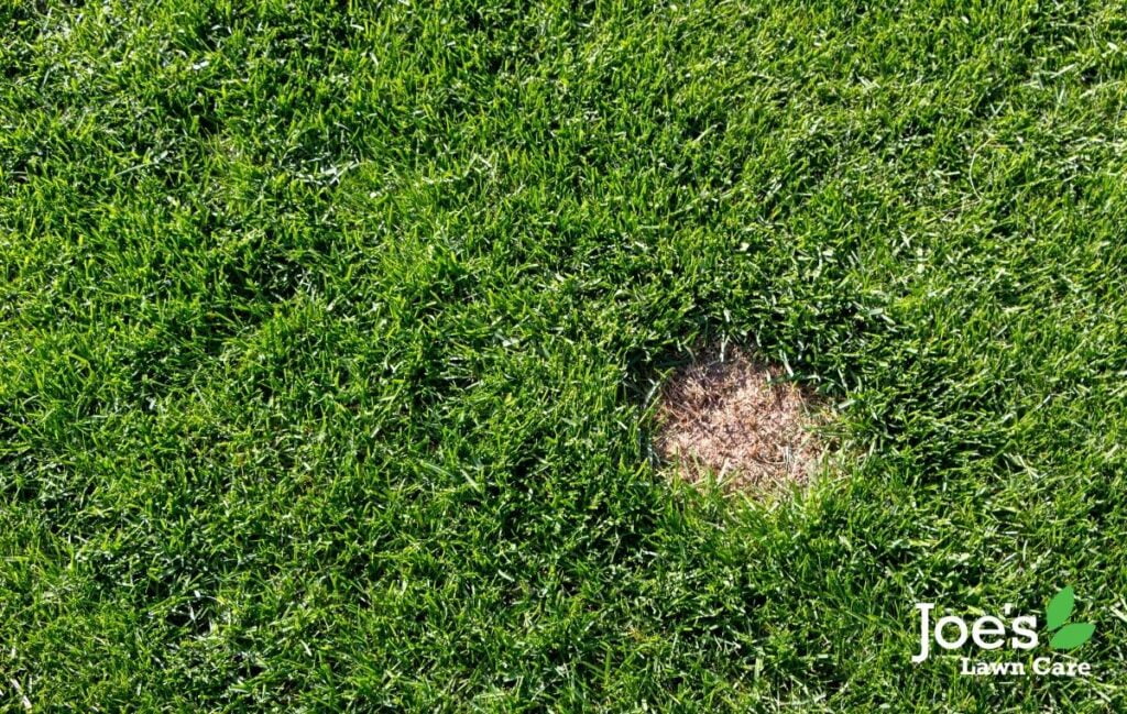 winter lawn disease - guide to your november lawn care